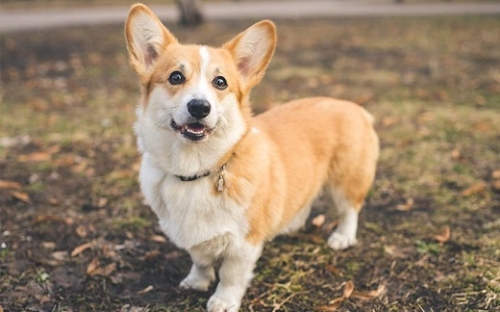 Erzsébet királynő corgikölyköket kapott ajándékba