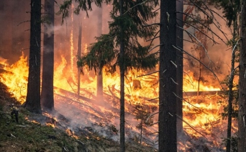 Rekordnagyságú területen pusztított erdőtűz idén Európában